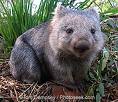 wombat2.jpg
