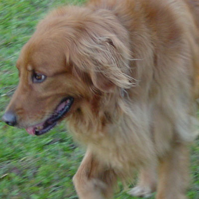 Our first golden retriever, Bubba