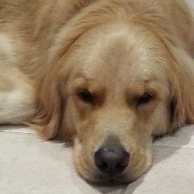 Gracie, our dear Golden girl