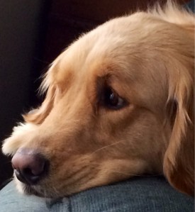 Gracie, our Golden Retriever, my knitting companion