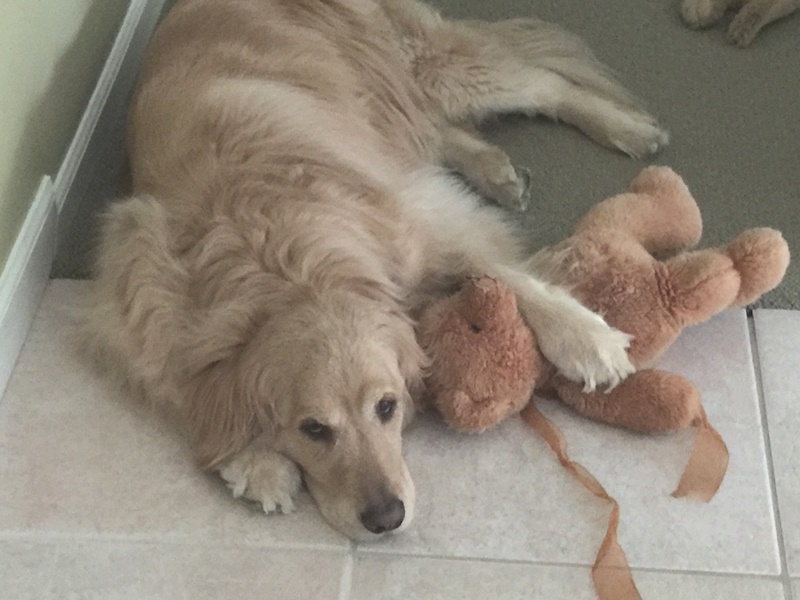 Gracie, our baby, a golden retriever